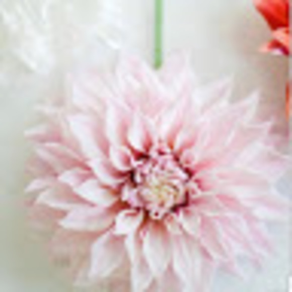 Meet your Posher, Kim - Picture 1 of 1